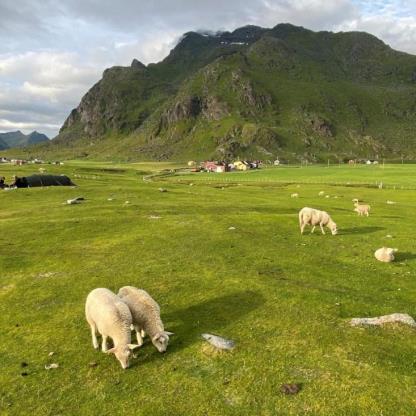Lenke til artikkel: Vi tilbyr veiledning til søknad om regionale miljøtilskudd i jordbruket 2026