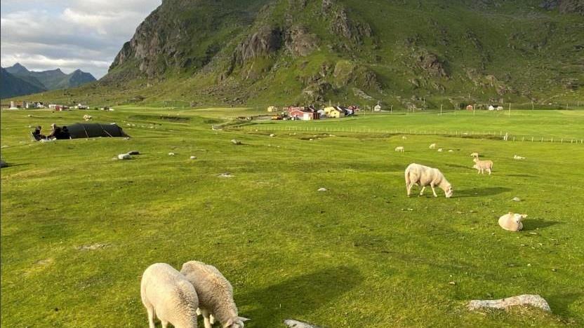 Lenke til artikkel: Vi tilbyr veiledning til søknad om regionale miljøtilskudd i jordbruket 2026
